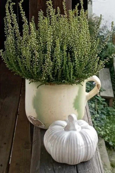Dýně porcelánová