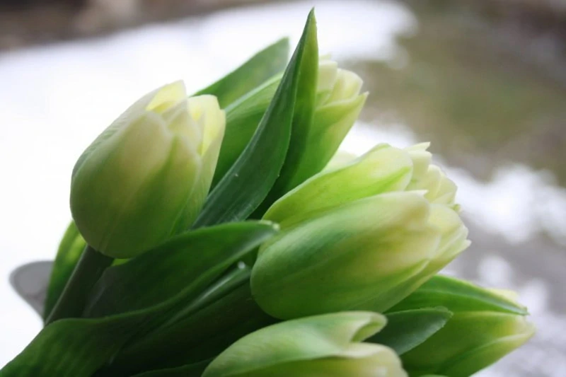 Tulipán zelený 40 cm