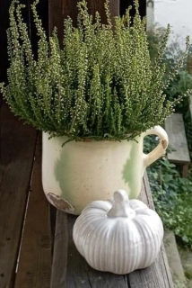 Dýně porcelánová