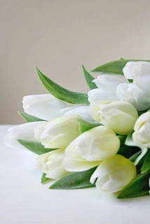 Tulipán bílý krémový 40 cm