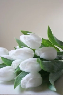 Tulipán sněhové bílý 40 cm