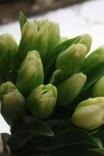 Tulipán zelený 40 cm